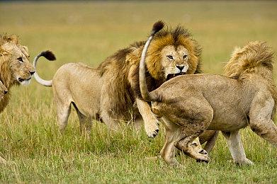 AI新用法？网飞将使用AI生成植入广告