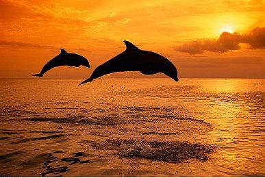 《少女射击Double Peace》Switch版预购开启 系列优惠中